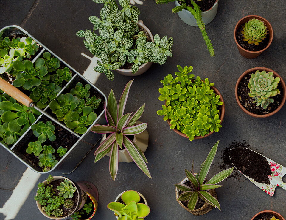 Wholesale plants, grown for growers
