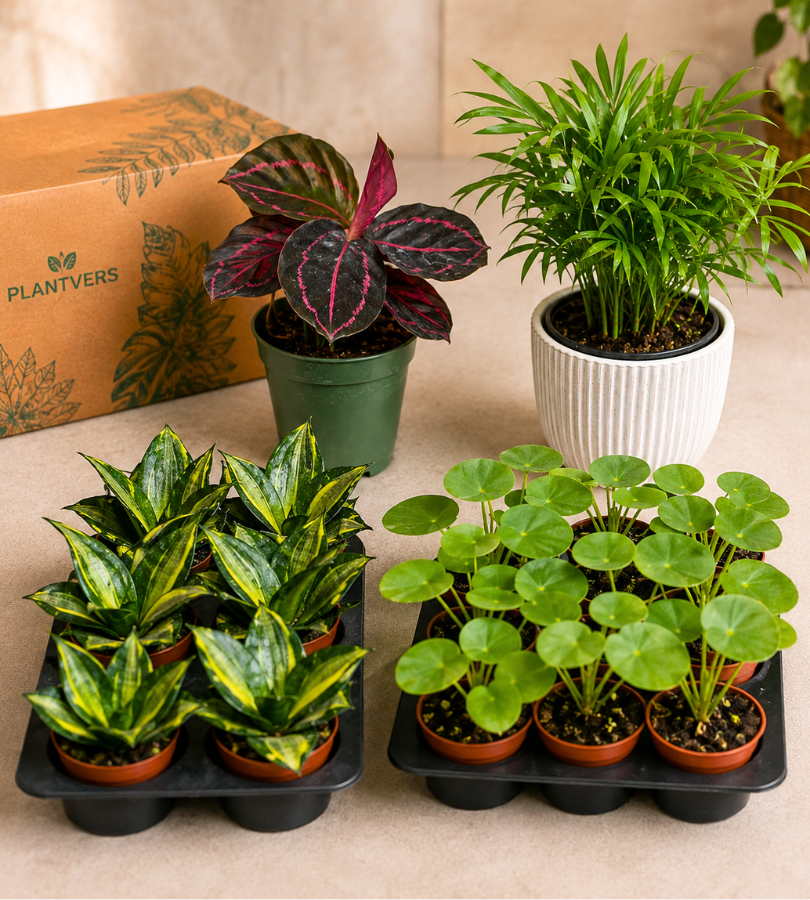 Wholesale plants, grown for growers