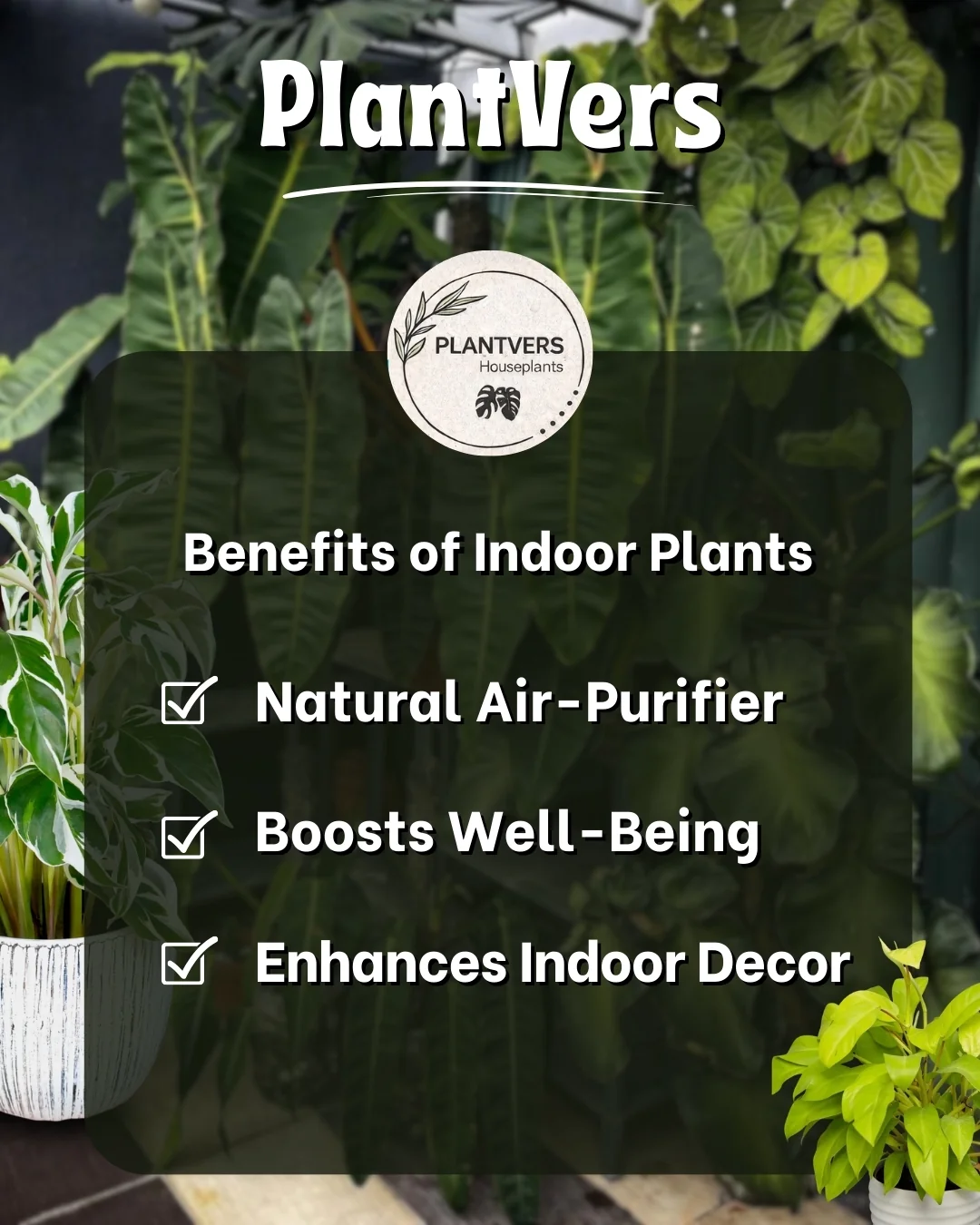 Wholesale 4” Golden Pothos – Money Plant – Indoor Houseplant thumbnail 2
