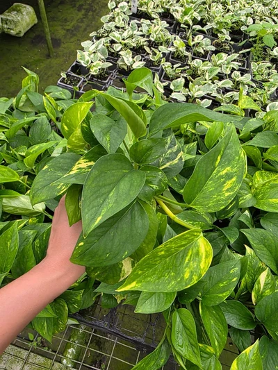 Wholesale 4” Golden Pothos – Money Plant – Indoor Houseplant