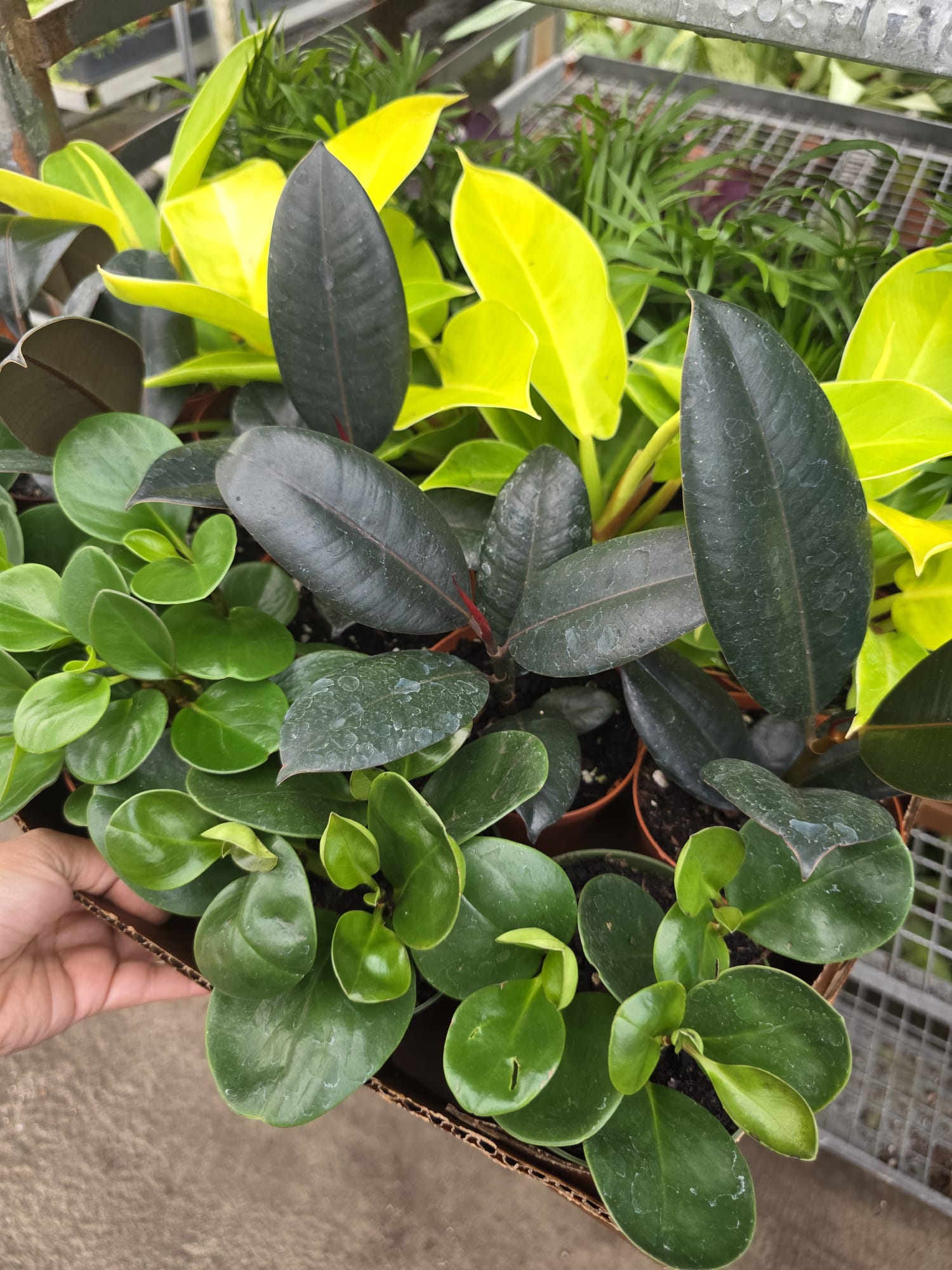 Wholesale- 4″ Assorted Tropical Plant -Low Maintenance Indoor Plant