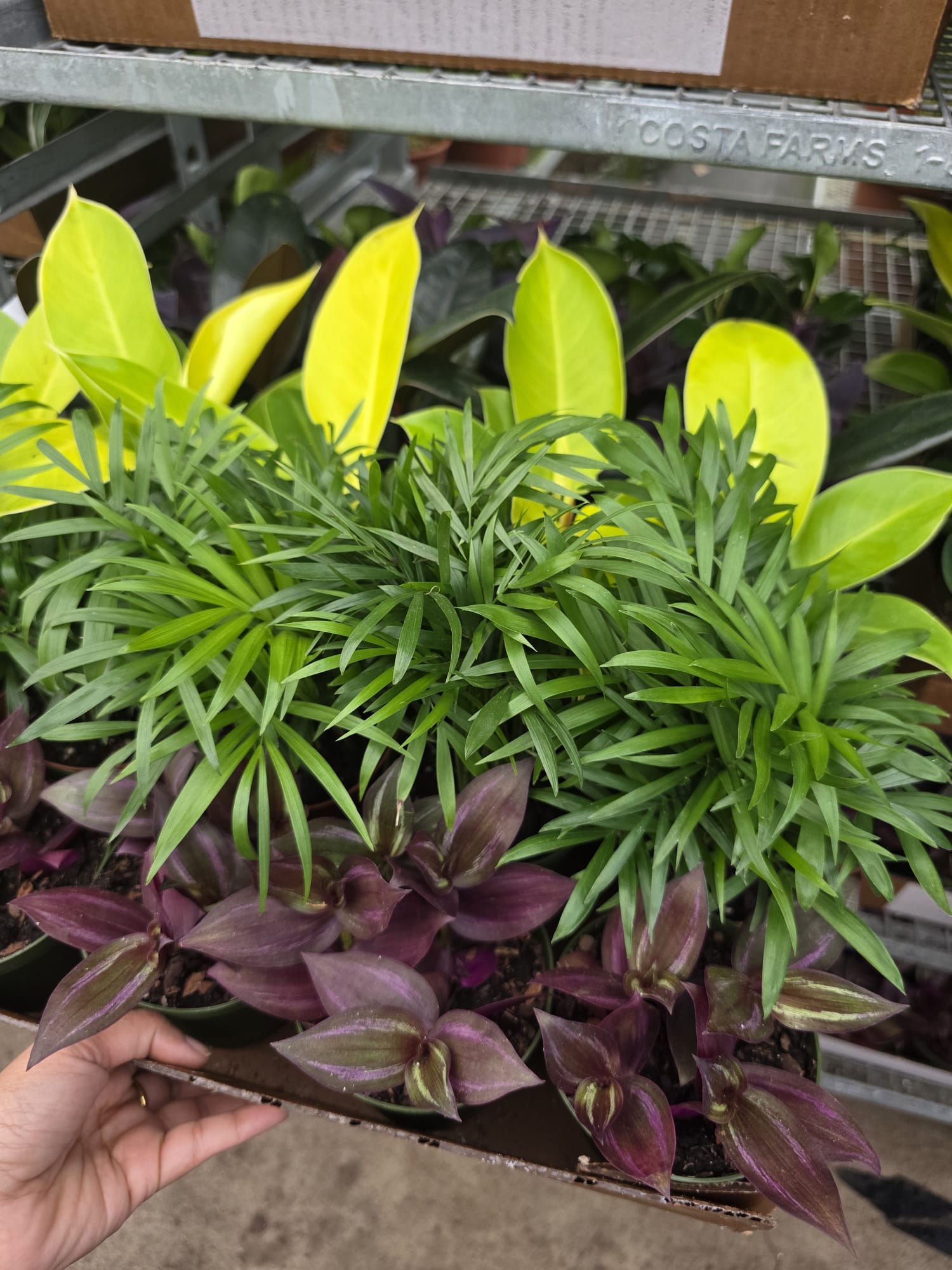 Wholesale- 4″ Assorted indoor Plant -Tropical Houseplant Collection