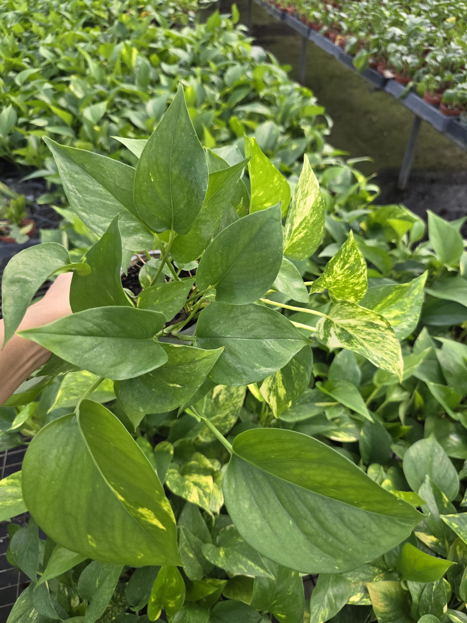 Wholesale – 4″ Golden Pothos – Easy Care Tropical Indoor Foliage Plant