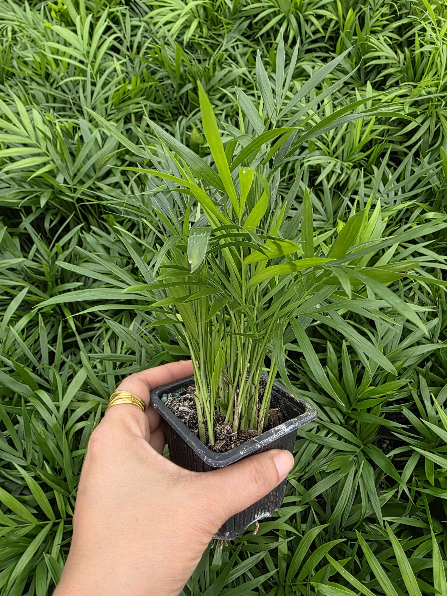 Wholesale – 4″ Parlour Palm – Indoor Tropical Air Purifying Houseplant