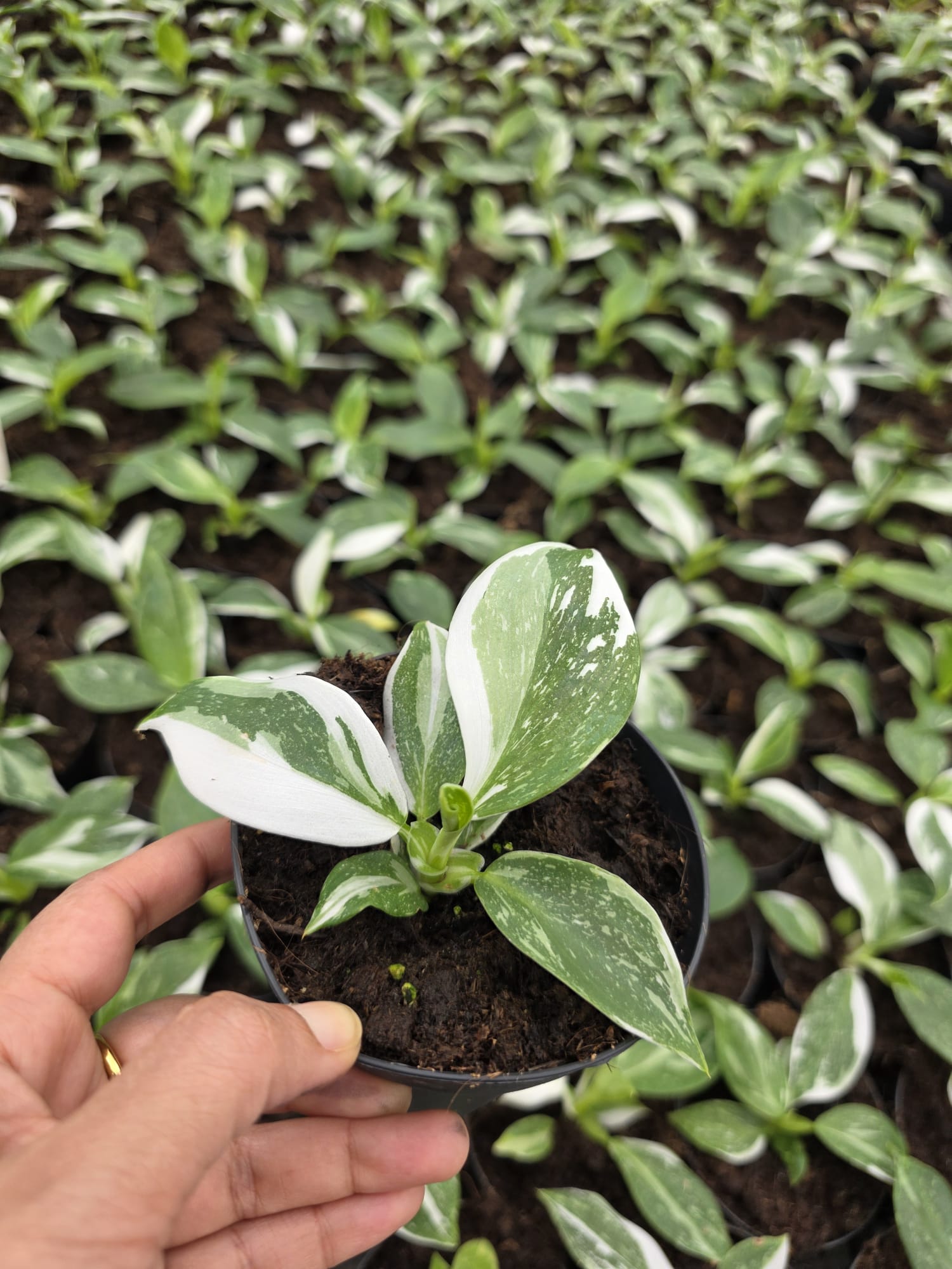 Wholesale- 4″ Burgundy Ficus – Indoor Plant For Home Decor