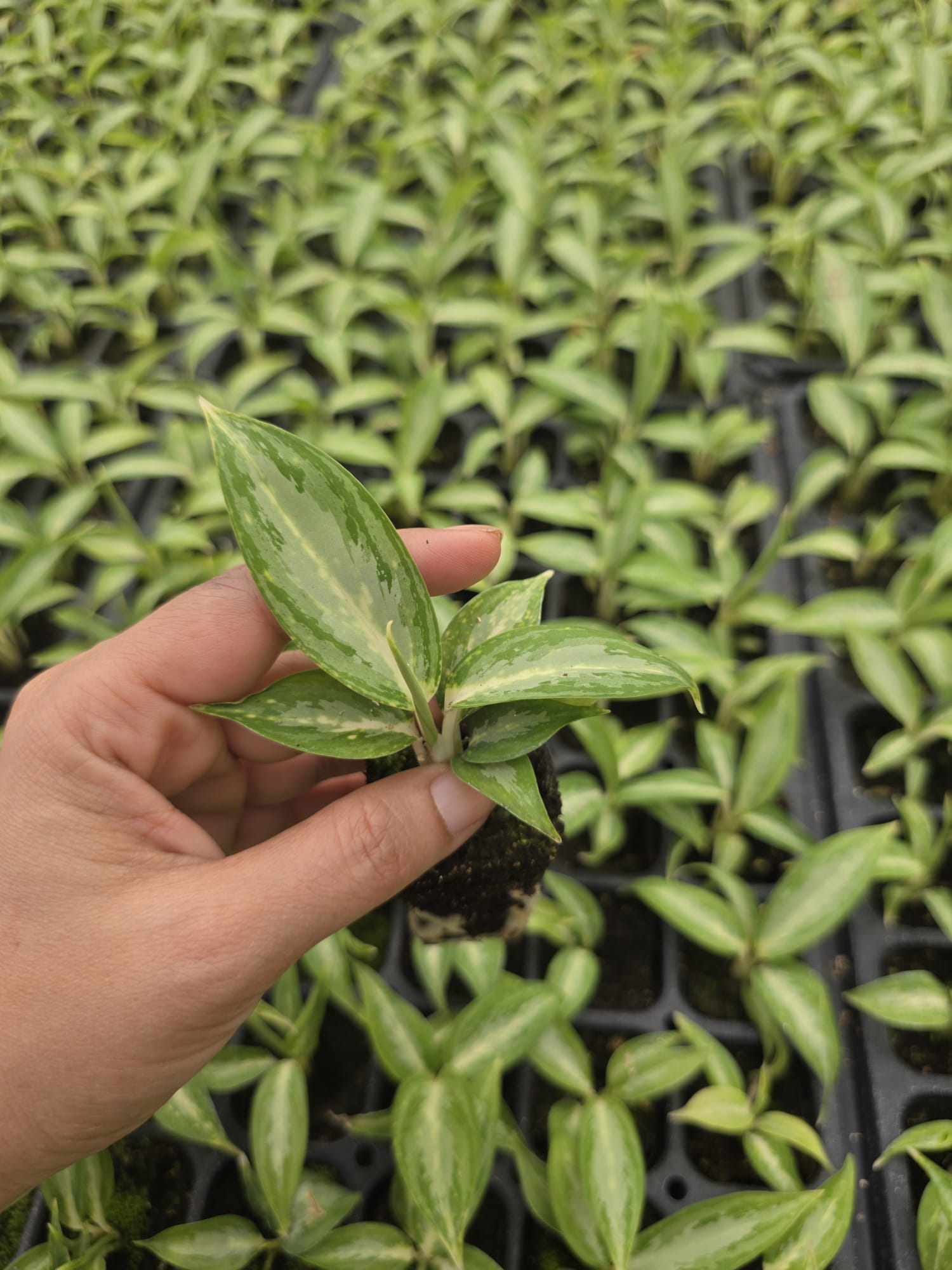 Wholesale – 2″ Aglaonema White Rain – Variegated Indoor Low Light Houseplant
