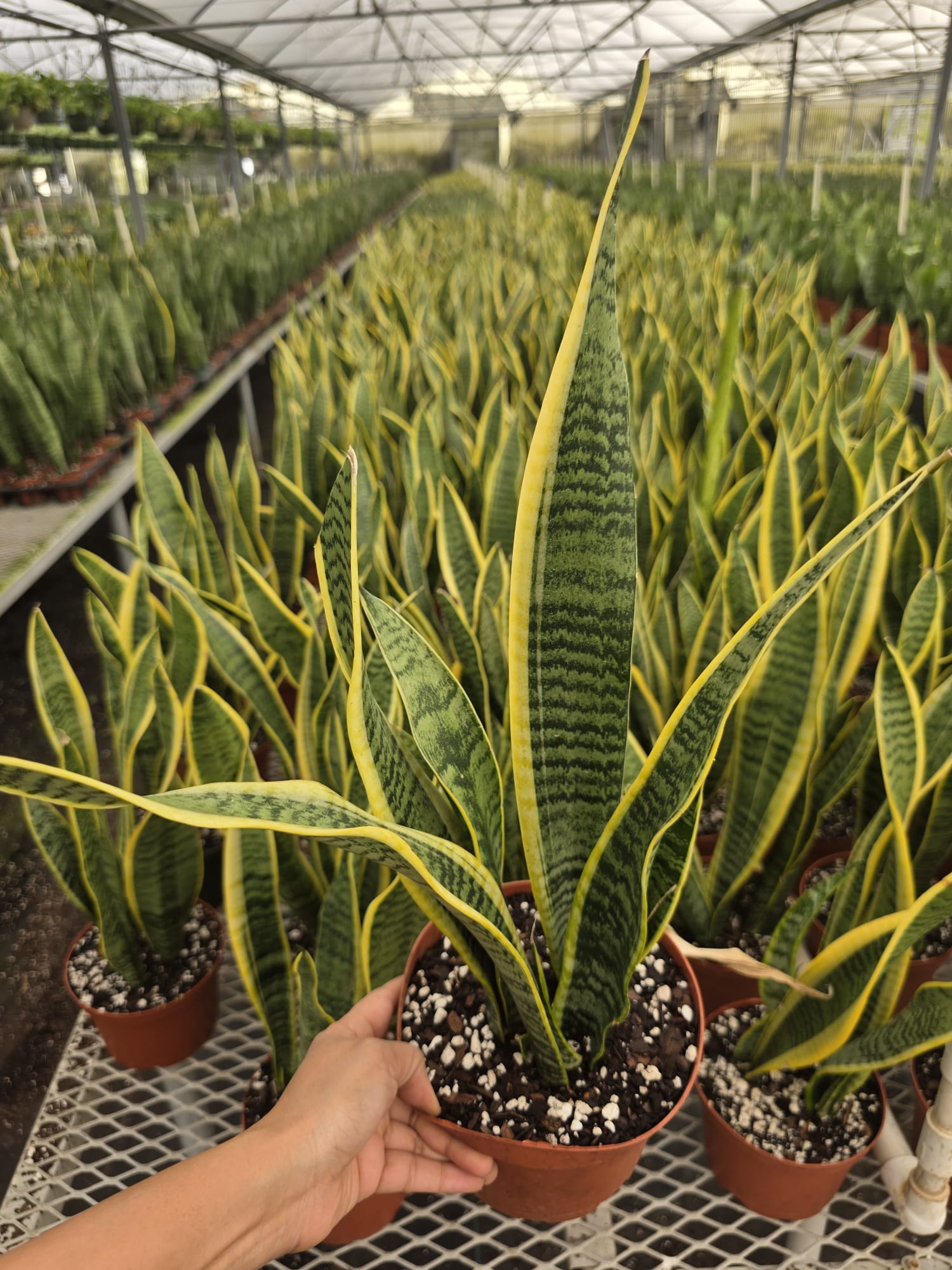 Wholesale 6″ Sansevieria Laurentii – Live Snake Plants – Easy Care Indoor Houseplants