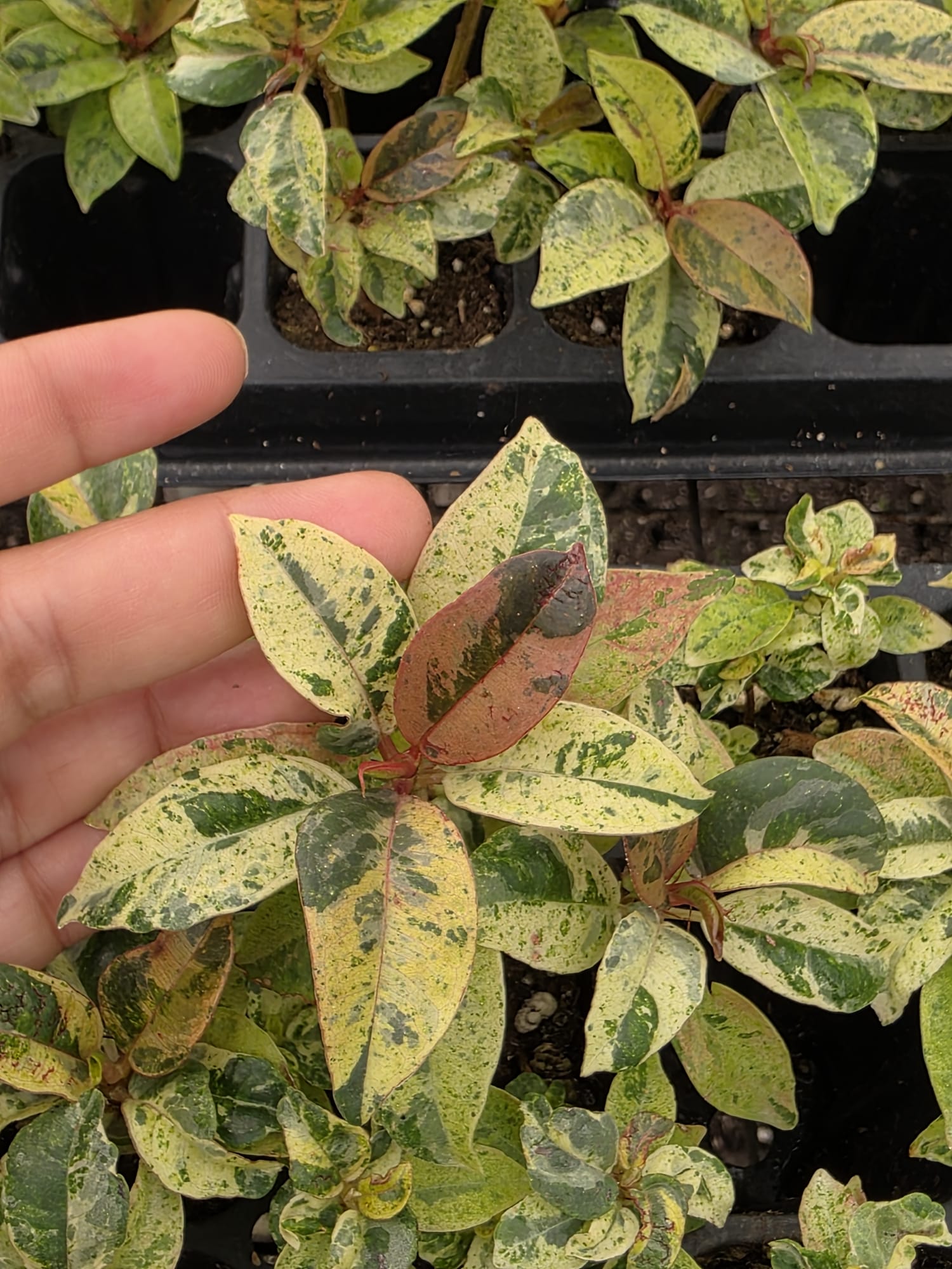 Wholesale 2″ Ficus Shivereana Variegated in – Tropical House Plant – Rare Rubber Plant
