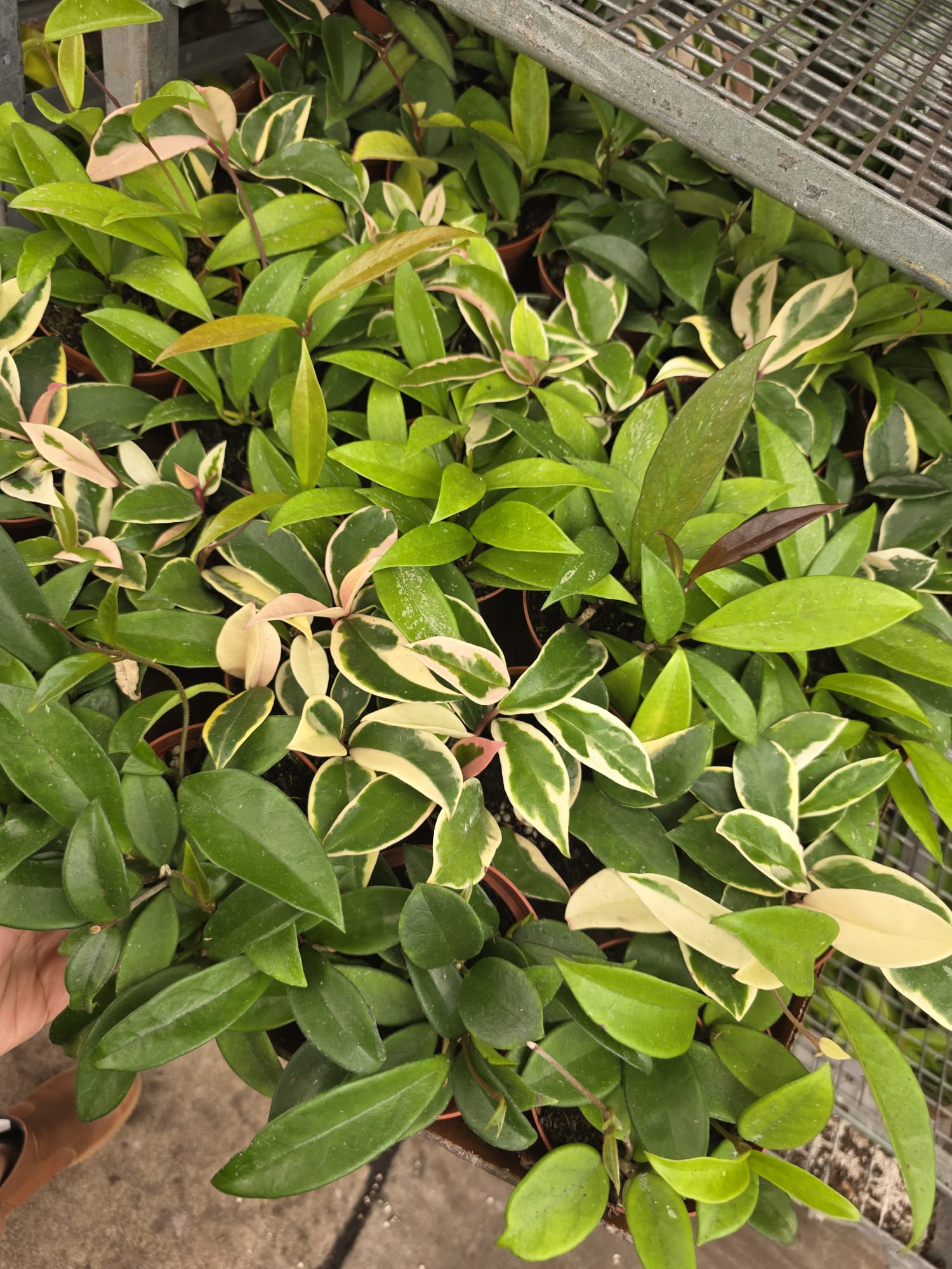 Wholesale- 4″ Premium Hoya – Live Indoor Plant