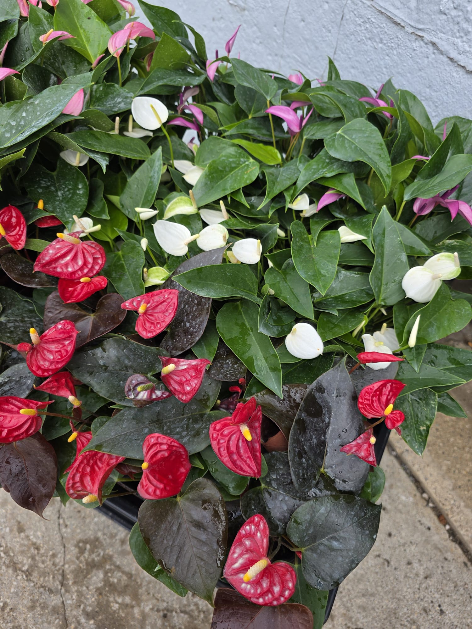 Wholesale-4″ Assorted Anthurium – Tropical Flowering Indoor Plants
