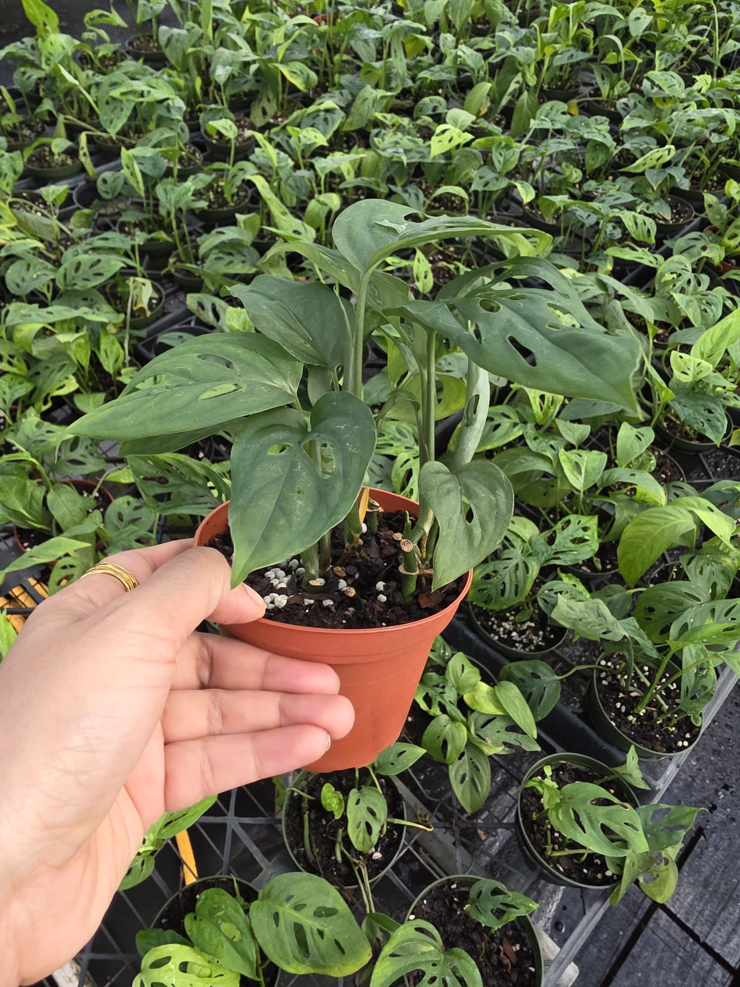 Wholesale-3″ Swiss Cheese Plant – Monstera Adansonii Indoor Plants