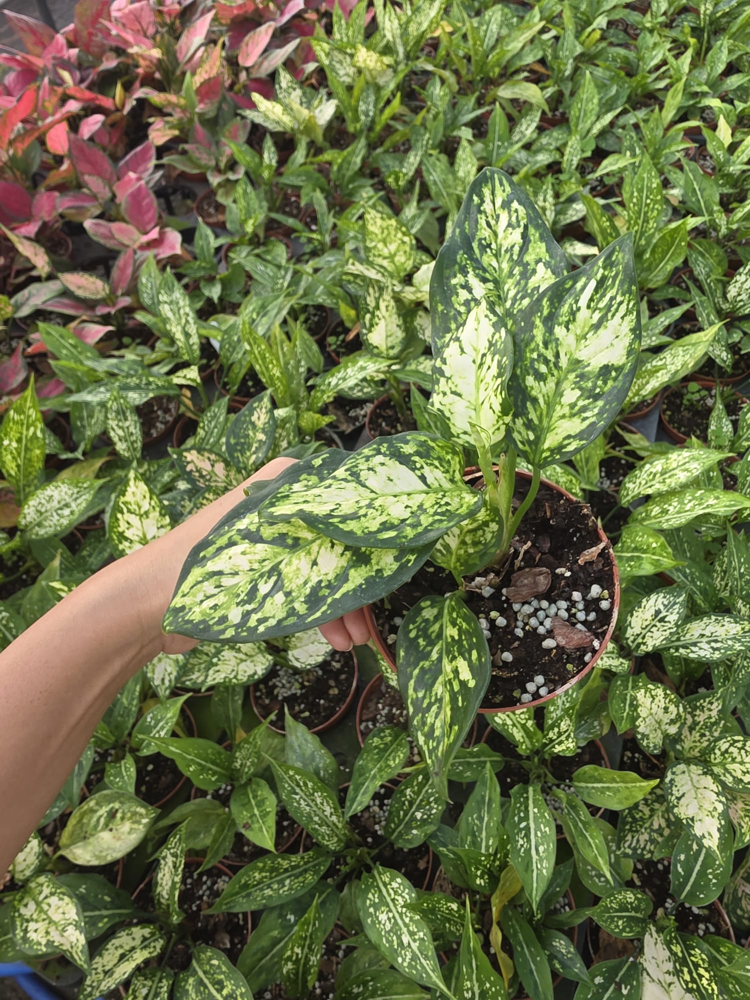 Wholesale-4″Aglaonema Snow White – Easy Care Indoor Houseplant