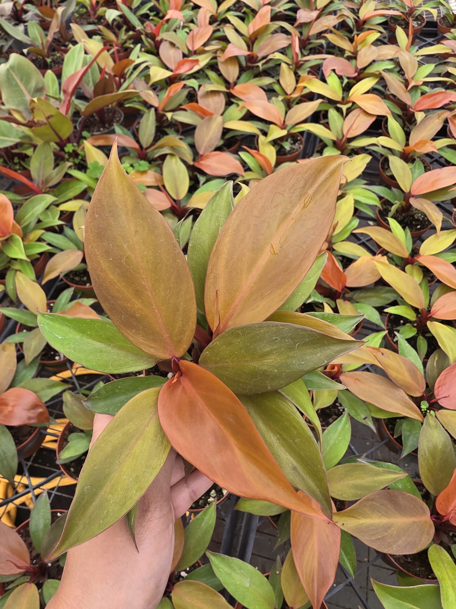 Wholesale- 4″ Philodendron Red Sun Plant – Tropical Indoor Foliage Plants