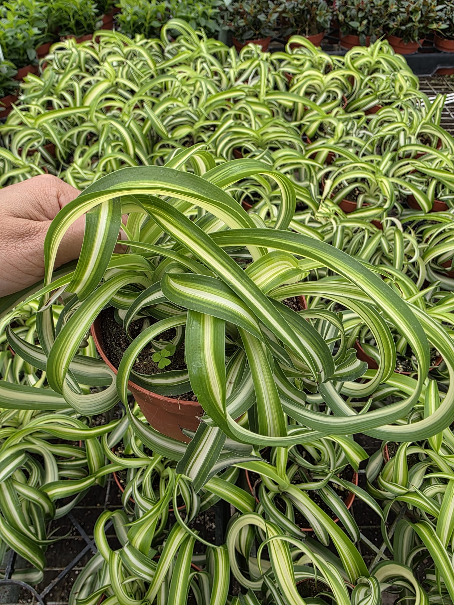 Wholesale- 4″ Spider Plant Curly Bonnie – Curly Spider Plant Indoor Plants