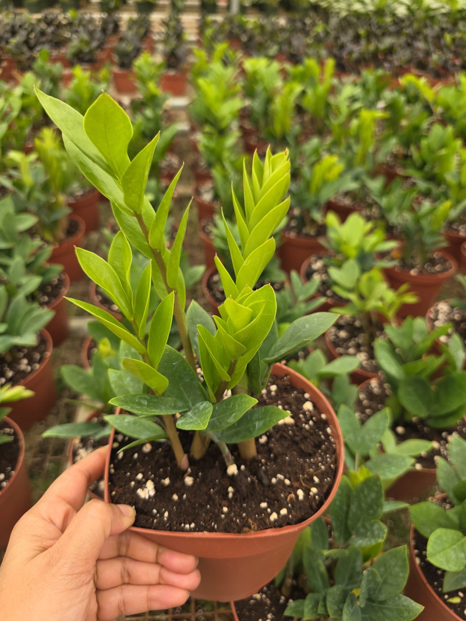 Wholesale- 6″ Green ZZ Plant-Zamioculcas Zamiifolia Indoor Plants