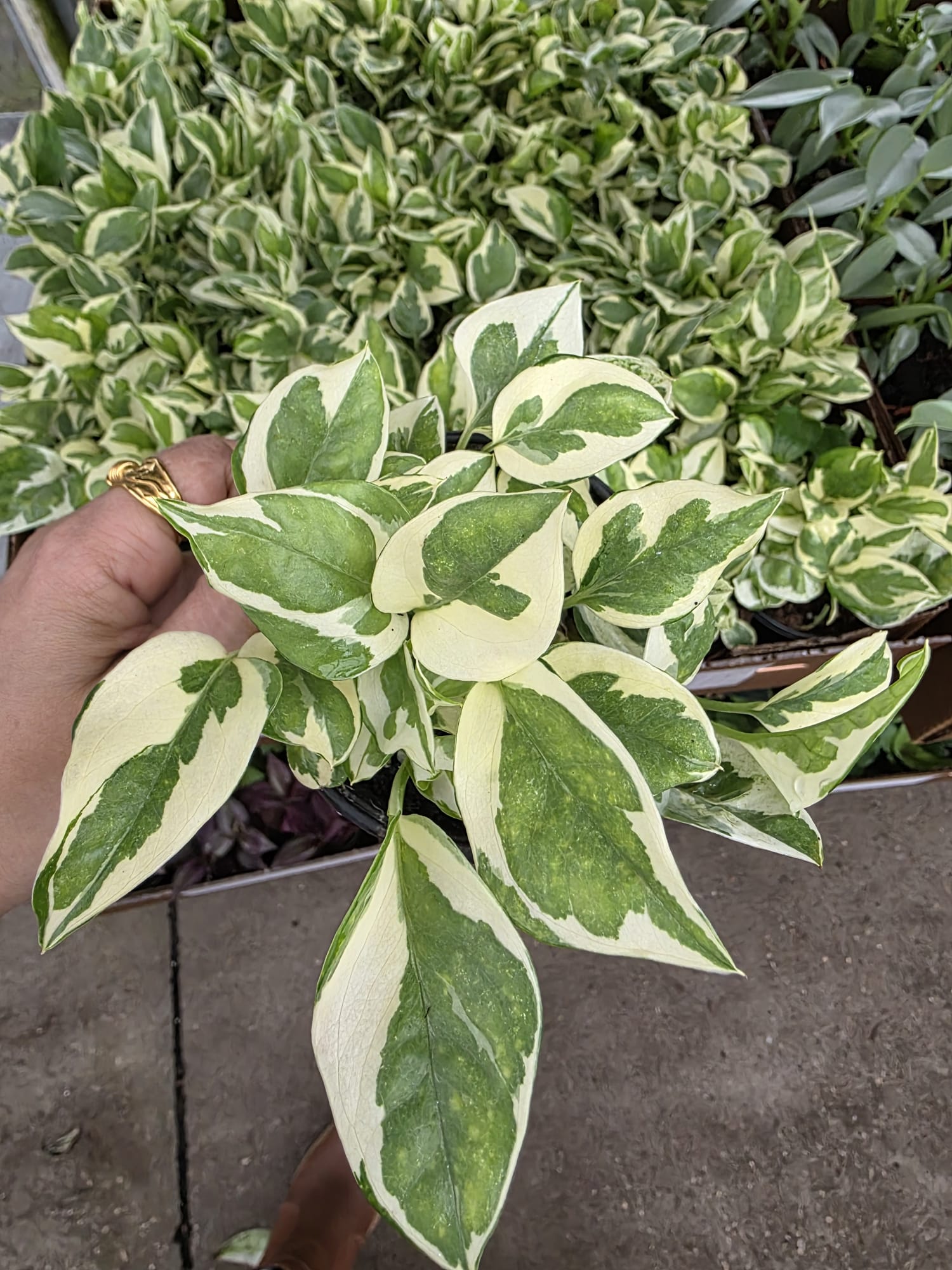 Wholesale – 4″ Pearl and Jade Pothos – Variegated Indoor Foliage Plant
