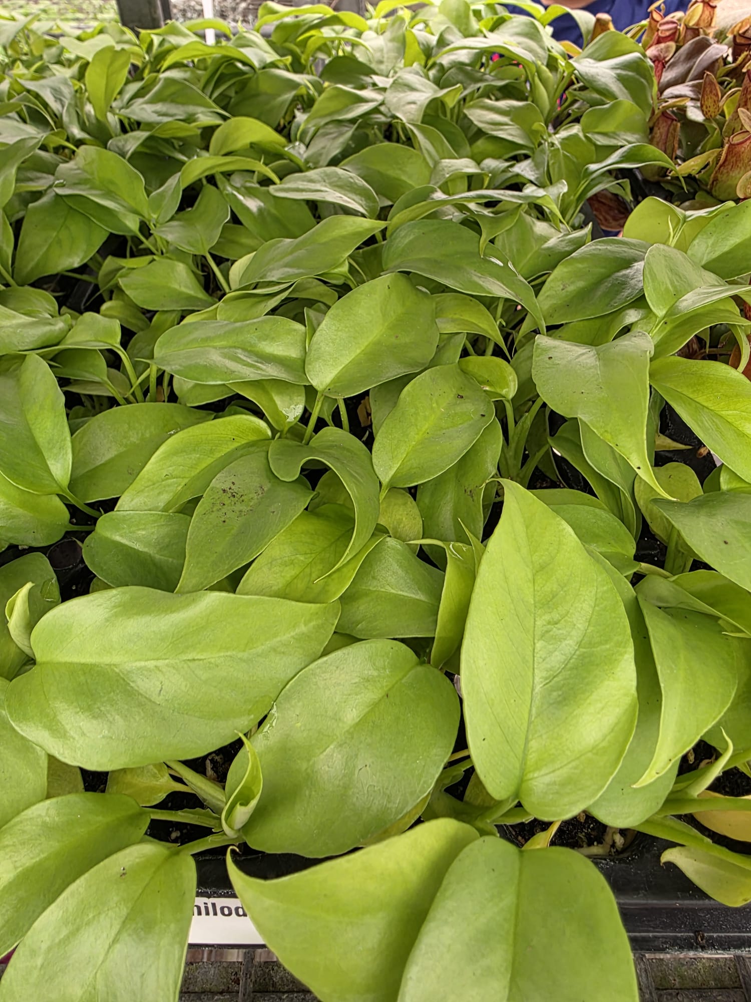 Wholesale – 4″ Philodendron Minima – Tropical Split Leaf Indoor Foliage Plant