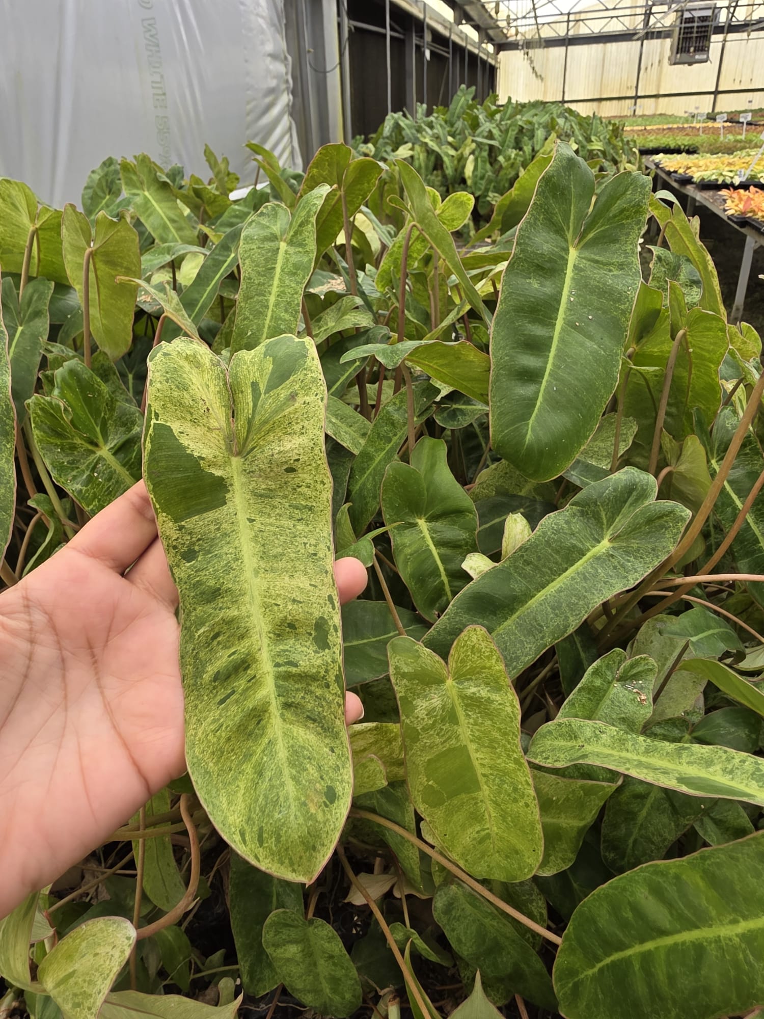 Wholesale – 4″ Philodendron Paraiso Verde – Rare Variegated Tropical Indoor Plant