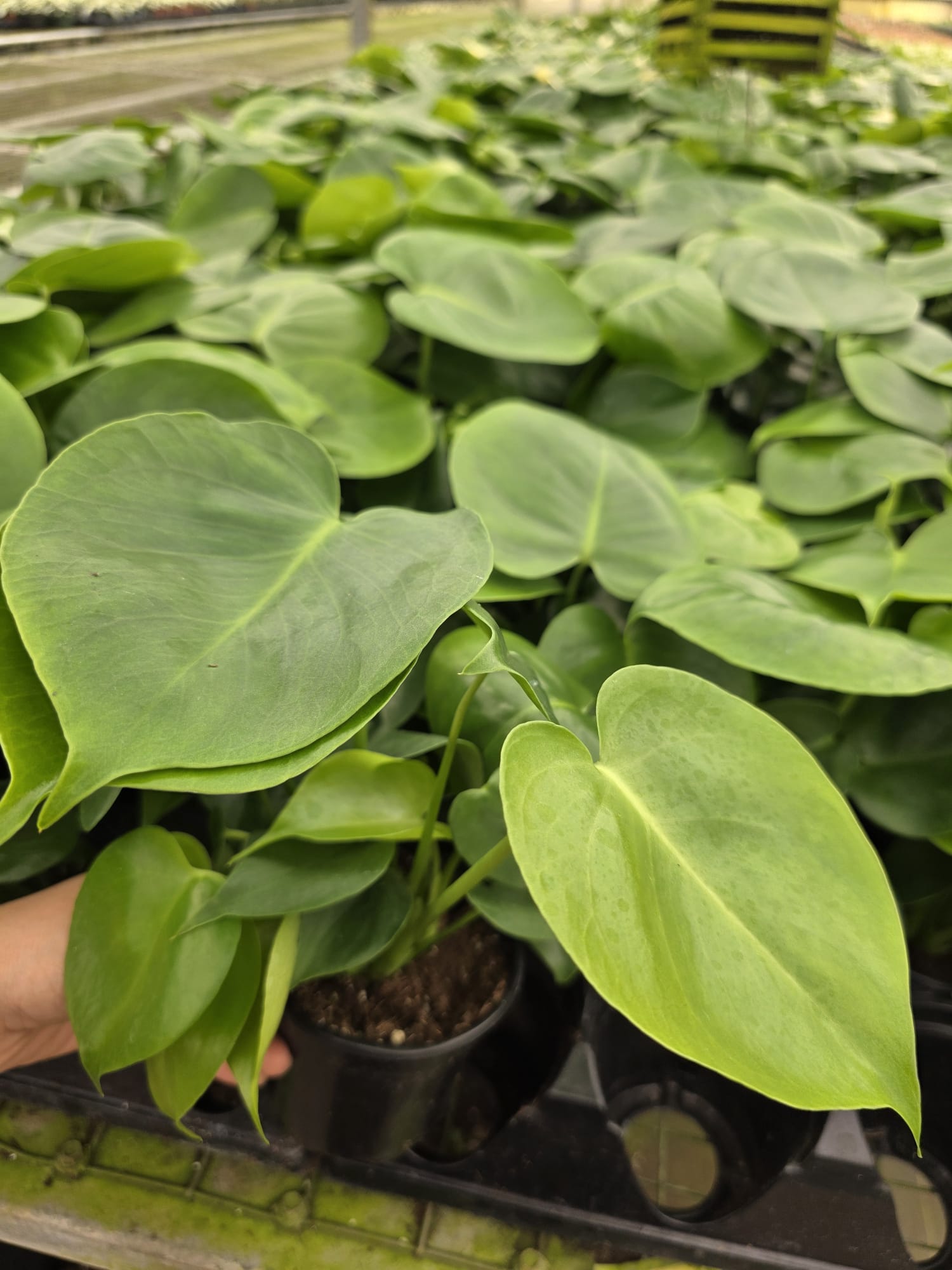 Wholesale 4” Monstera Deliciosa – Swiss Cheese Plant – Indoor Tropical Plant