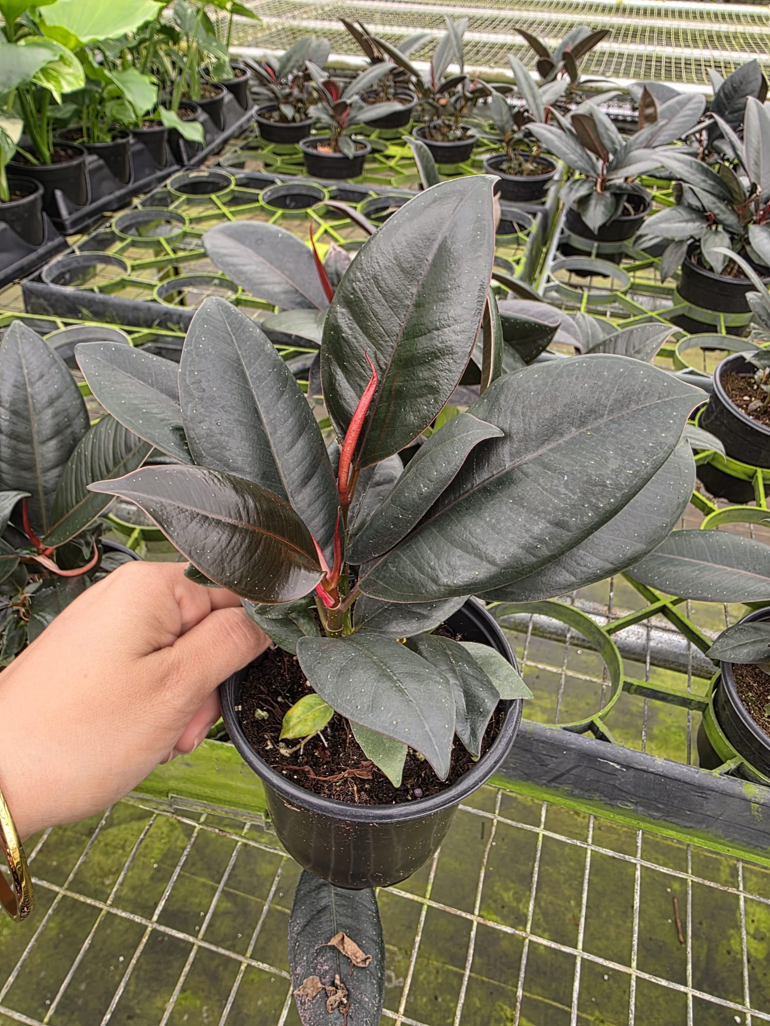 Wholesale 4″ Ficus Elastica – Rubber Plant – Indoor Tropical Houseplant