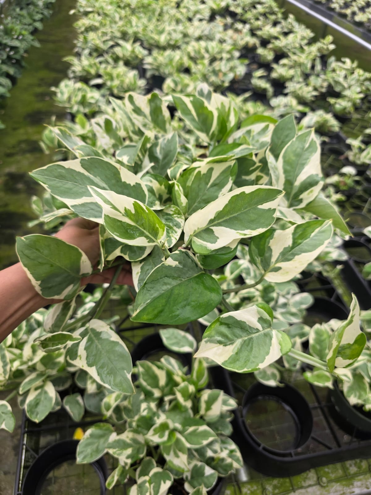 Wholesale 4” Pearl & Jade Pothos – Indoor Variegated Plant
