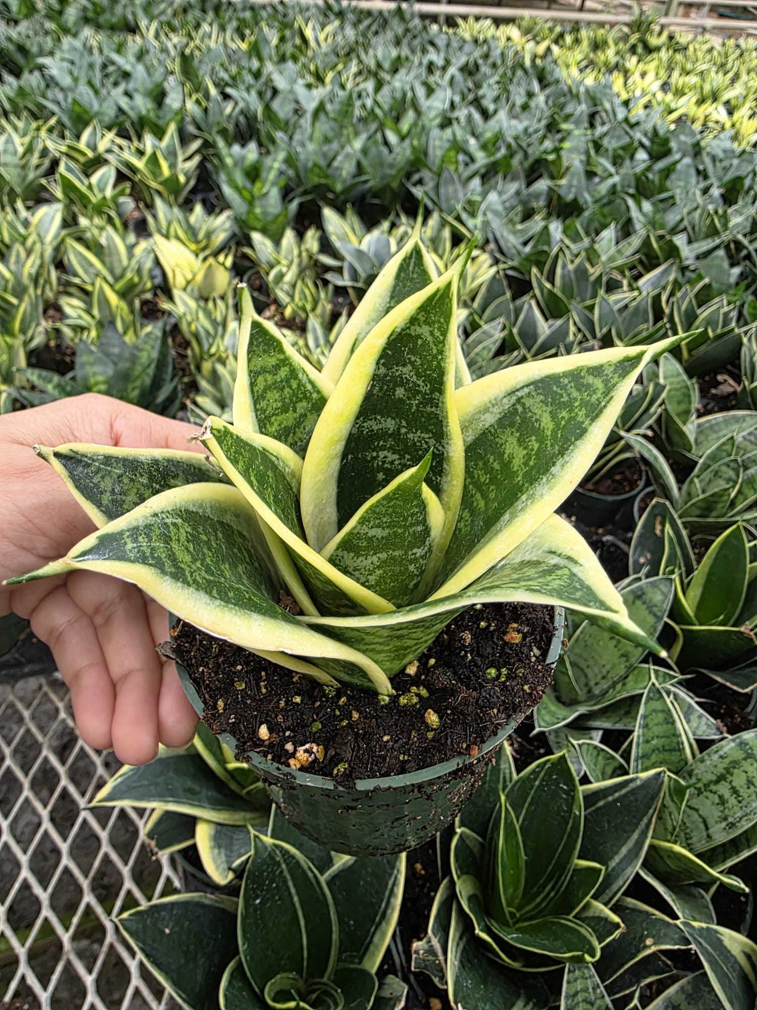Wholesale 4” Futura Superba Snake Plant – Indoor Variegated Plant