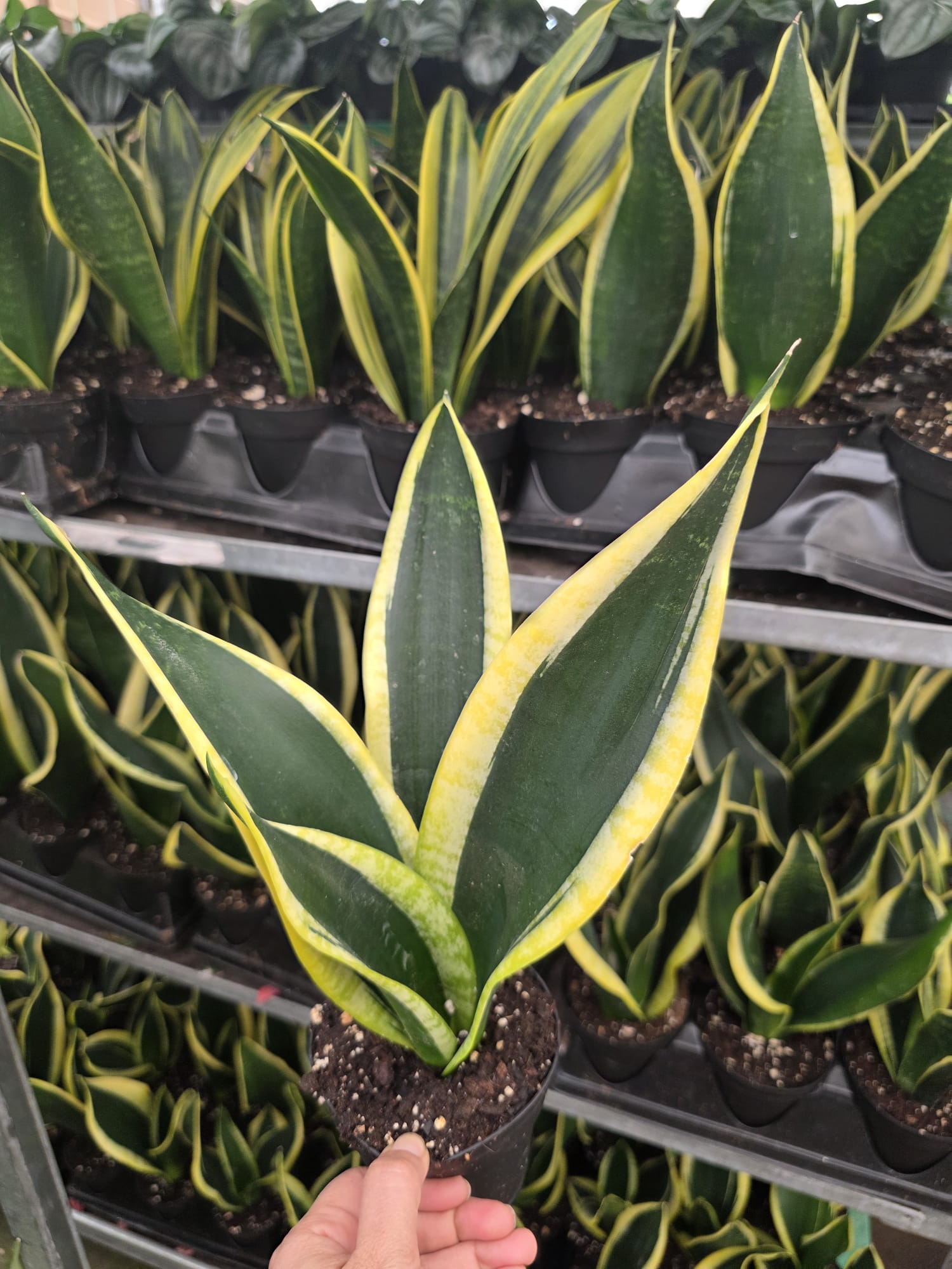 Wholesale- 3″ Sansevieria Black Gold – Indoor Snake Plant for Home Decor