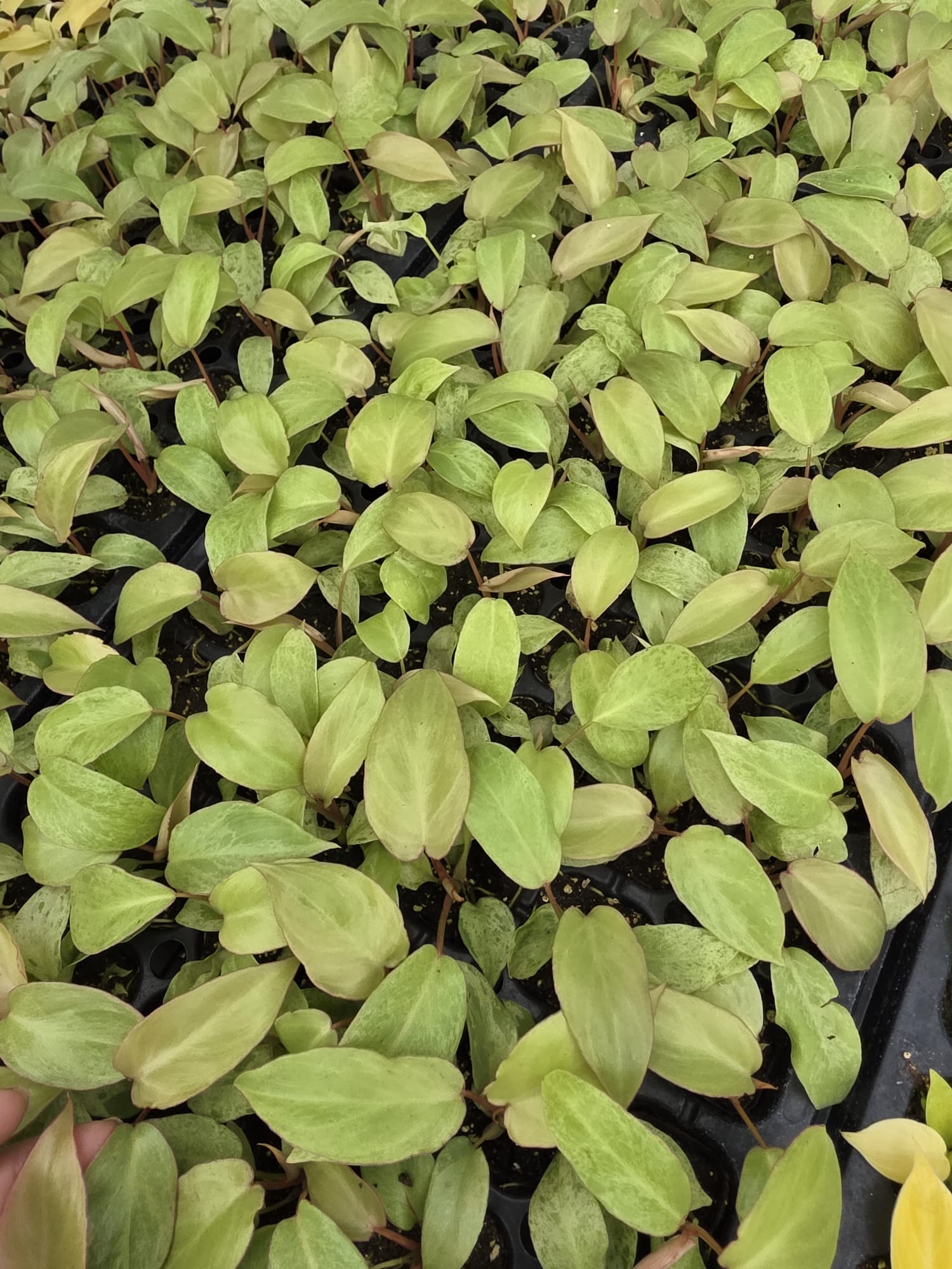 Wholesale – 2″ Philodendron Paraiso Verde – Exotic Indoor Foliage Houseplant