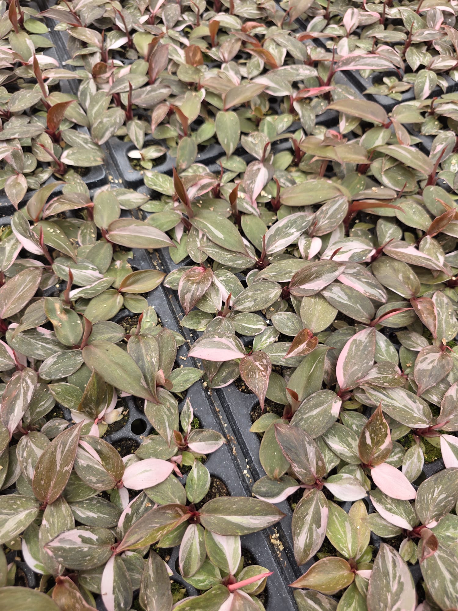 Wholesale – 4″Philodendron Pink Princess – Rare Indoor Plant