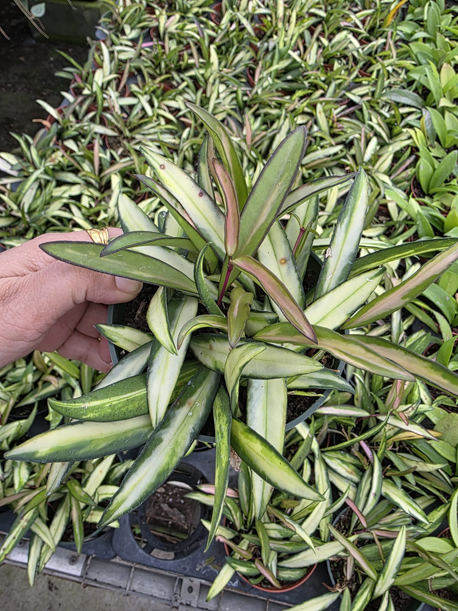 Wholesale – 4″ Hoya Kentiana Variegated – Trailing Indoor Succulent Vine Plant