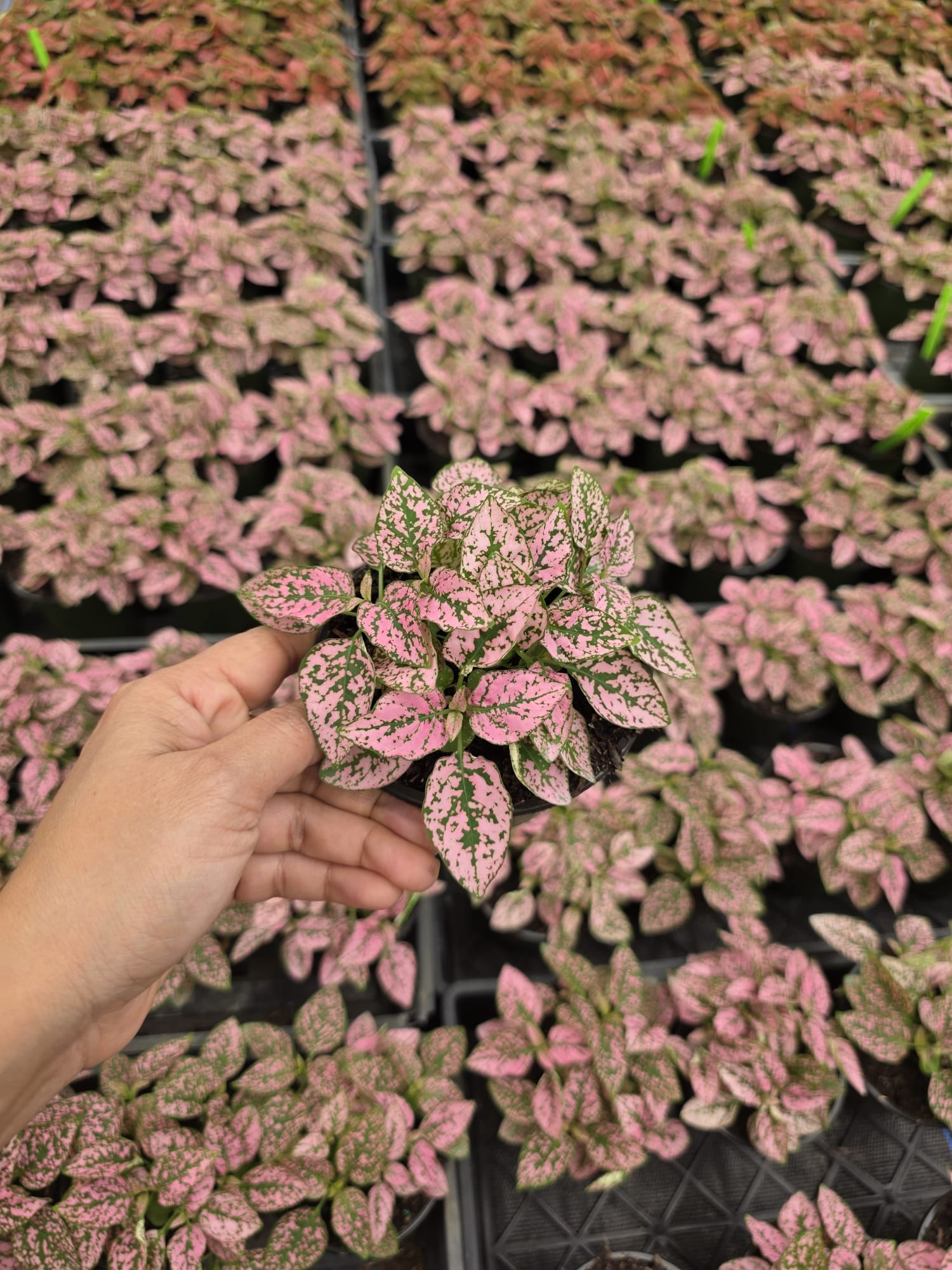 Wholesale 2″ Pink Polka Dot Plant – Hypoestes Phyllostachya Colorful Indoor Foliage Plant