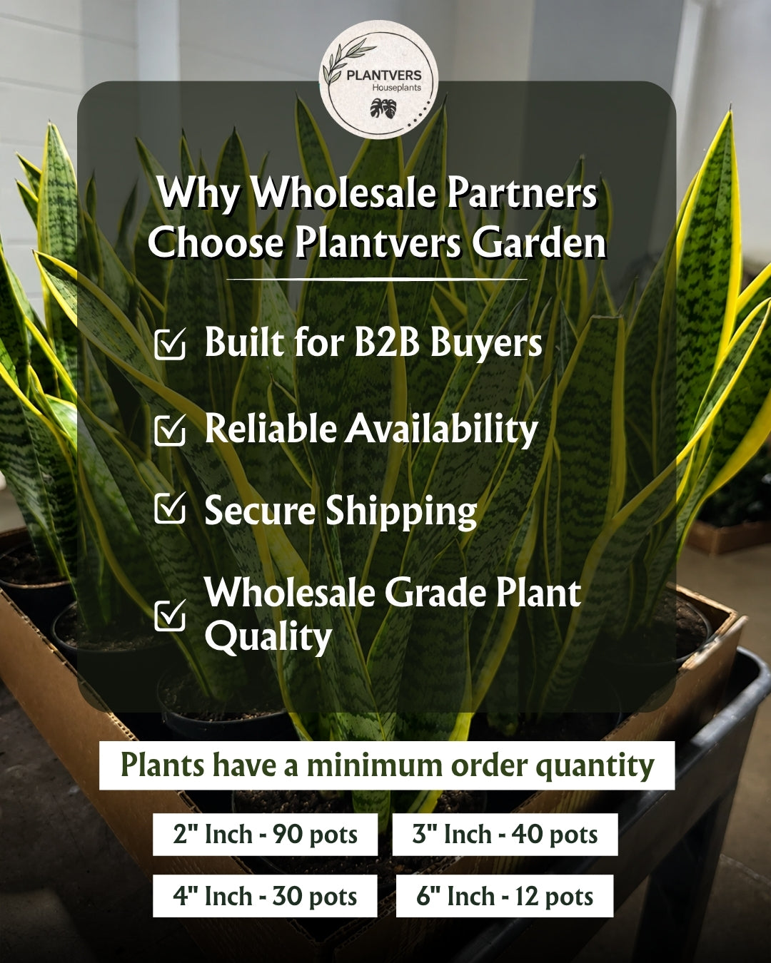 Wholesale-4″ Assorted Anthurium – Tropical Flowering Indoor Plants thumbnail 2