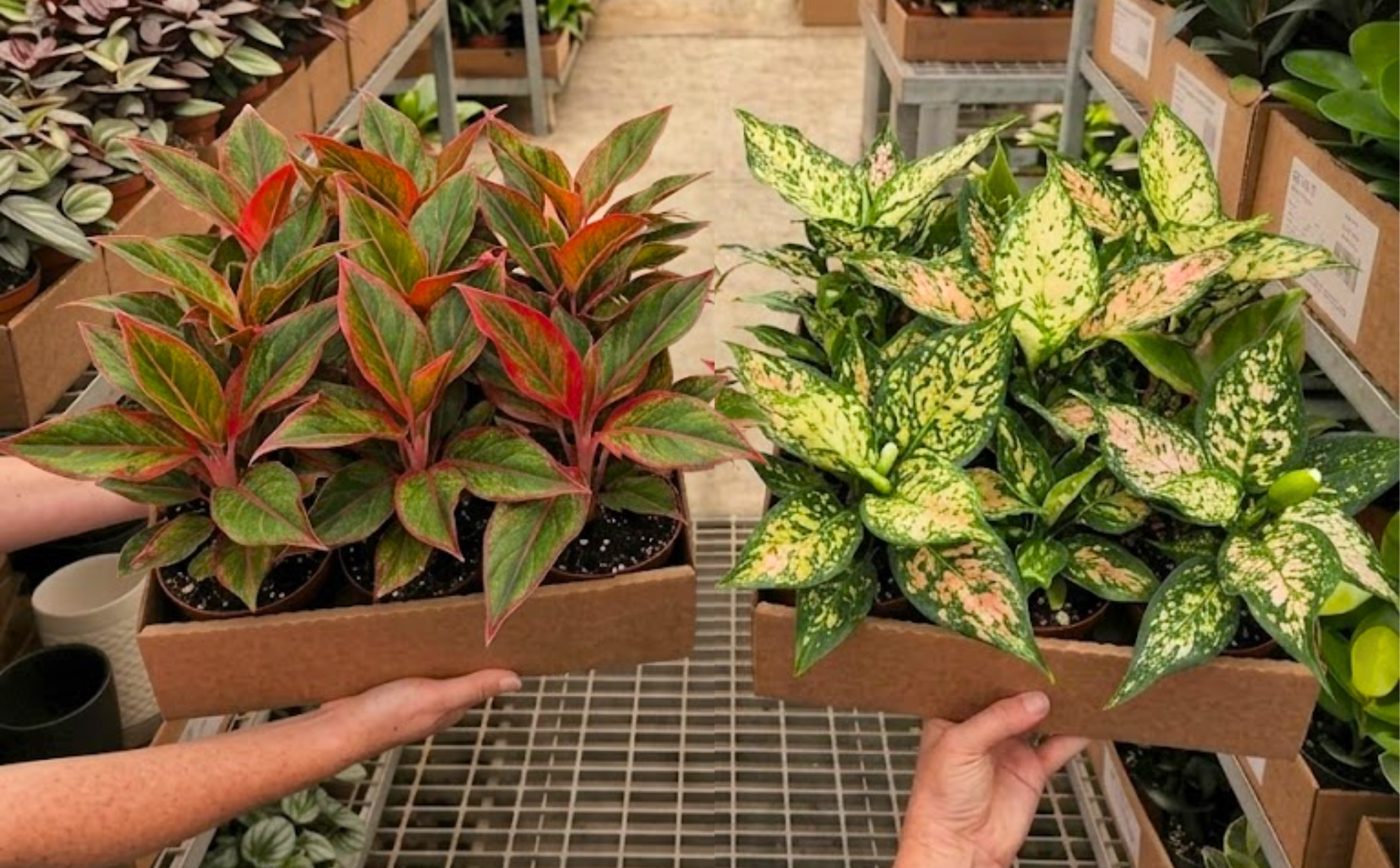 Houseplants